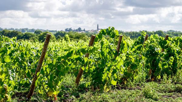 Domaine de la Fruitière 