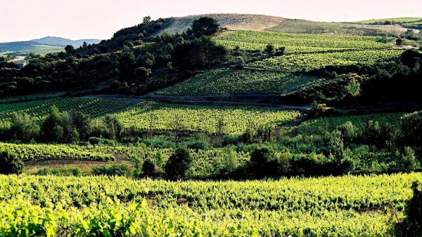 Domaine Léon Barral 