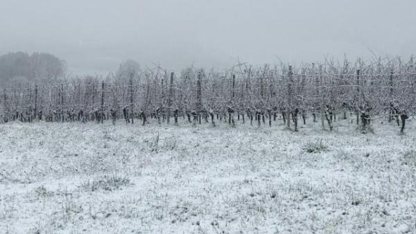 Domaine Régnier