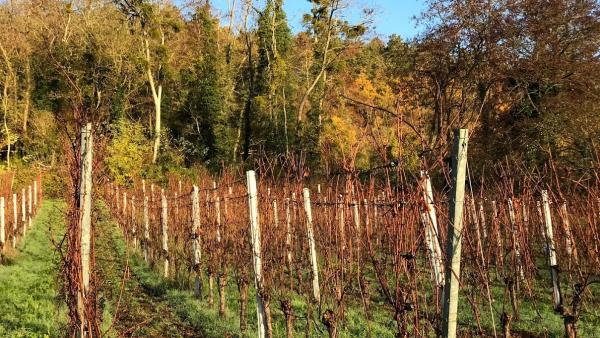 Domaine Régnier