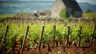 Domaine Olivier Leflaive 